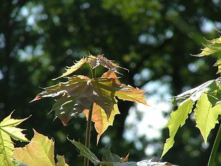 Image showing Young maple tree