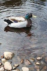 Image showing Mute duck