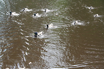 Image showing Ducks swimming fast