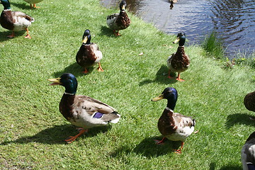 Image showing A lot of ducks