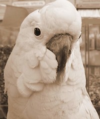 Image showing Cockatoo