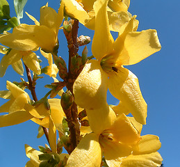 Image showing Forsytia flower