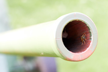 Image showing little wasp or bee in the muzzle of gun