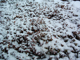 Image showing Heather in winter