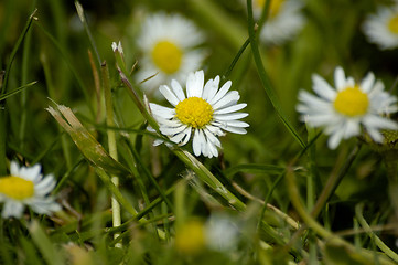 Image showing daisy