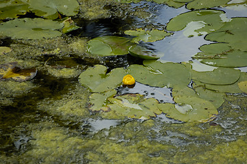 Image showing water and nature