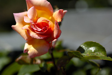 Image showing Rose