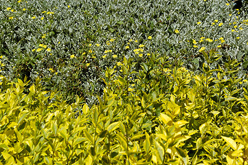 Image showing ireland garden