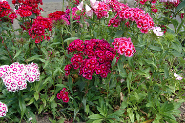 Image showing flowers,carnation