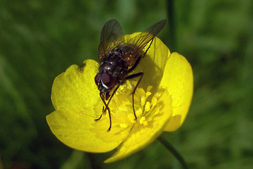 Image showing fly