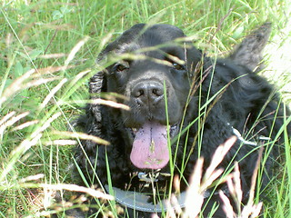 Image showing cocker spaniel