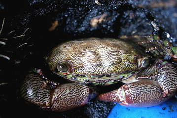 Image showing crab