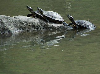 Image showing Turtles on a log