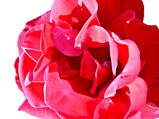 Image showing a rose