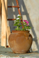 Image showing flowers in pot