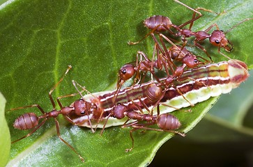 Image showing Ants Team Work