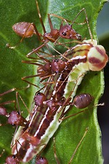 Image showing Ants Team Work