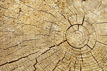 Image showing Photographic background - cut of wood log