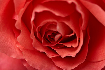 Image showing Red flower - rose closeup