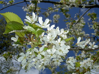 Image showing flowers