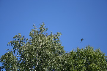 Image showing Lovely blue summer sky with plane