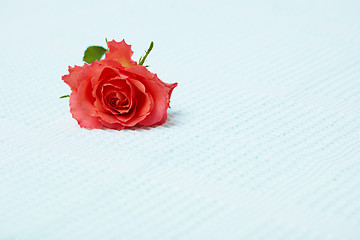 Image showing Lone red rose on blue towel