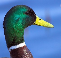 Image showing Mallard