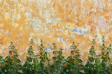 Image showing Nettle is growing near old wall - backdrop