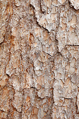 Image showing Bark of pine tree - texture