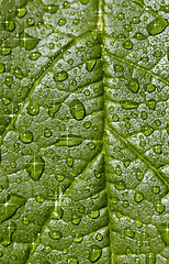 Image showing Natural background - sparkling raindrops on leaf