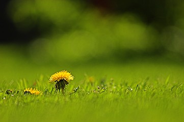 Image showing Lonely flower