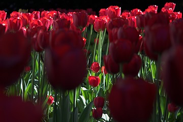 Image showing Crowded tulips