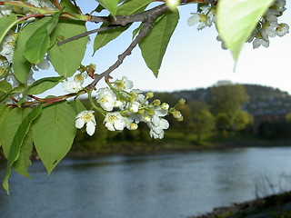 Image showing flowers by nidelven