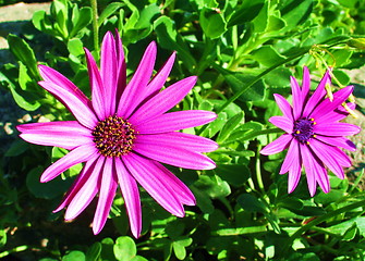 Image showing Twin pink flowers