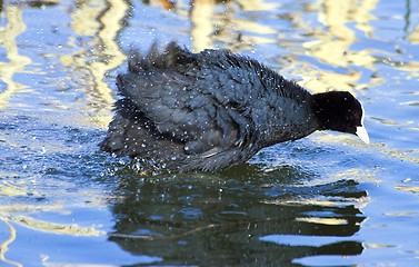 Image showing Common Coot