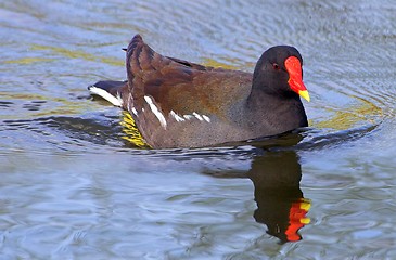 Image showing Common Moorhen