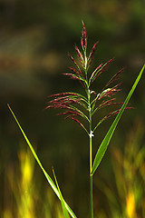 Image showing Straw