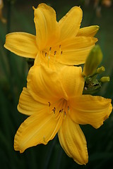 Image showing Wonderful yellow lilies