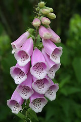 Image showing Digitalis