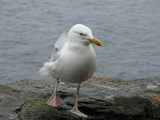 Image showing seagull