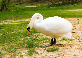 Image showing white swan