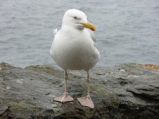 Image showing seagull,bird