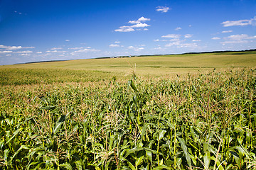 Image showing Field with corn