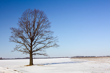 Image showing Tree in the winter