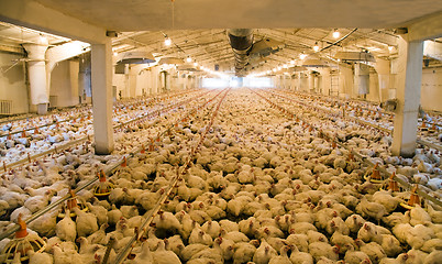 Image showing Integrated poultry farm