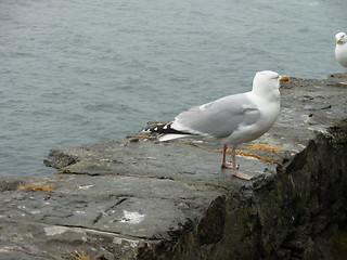 Image showing Irish seagull