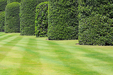 Image showing Hedge