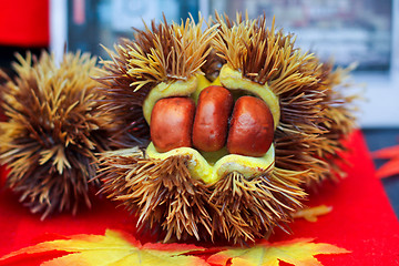 Image showing Chestnut husk