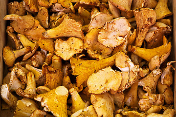 Image showing Chanterelle mushrooms