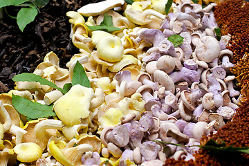 Image showing Fungi